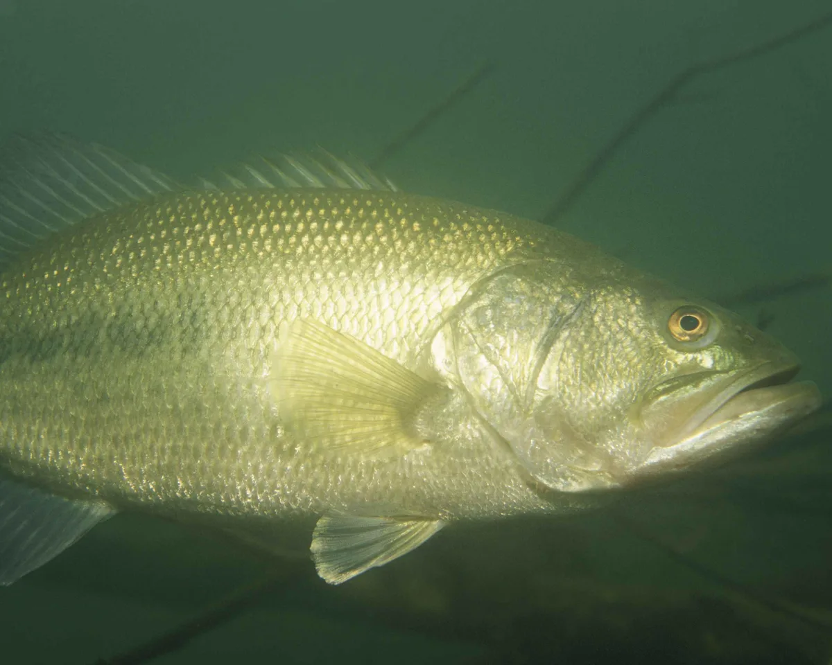 Black bass bajo el agua en río americano
