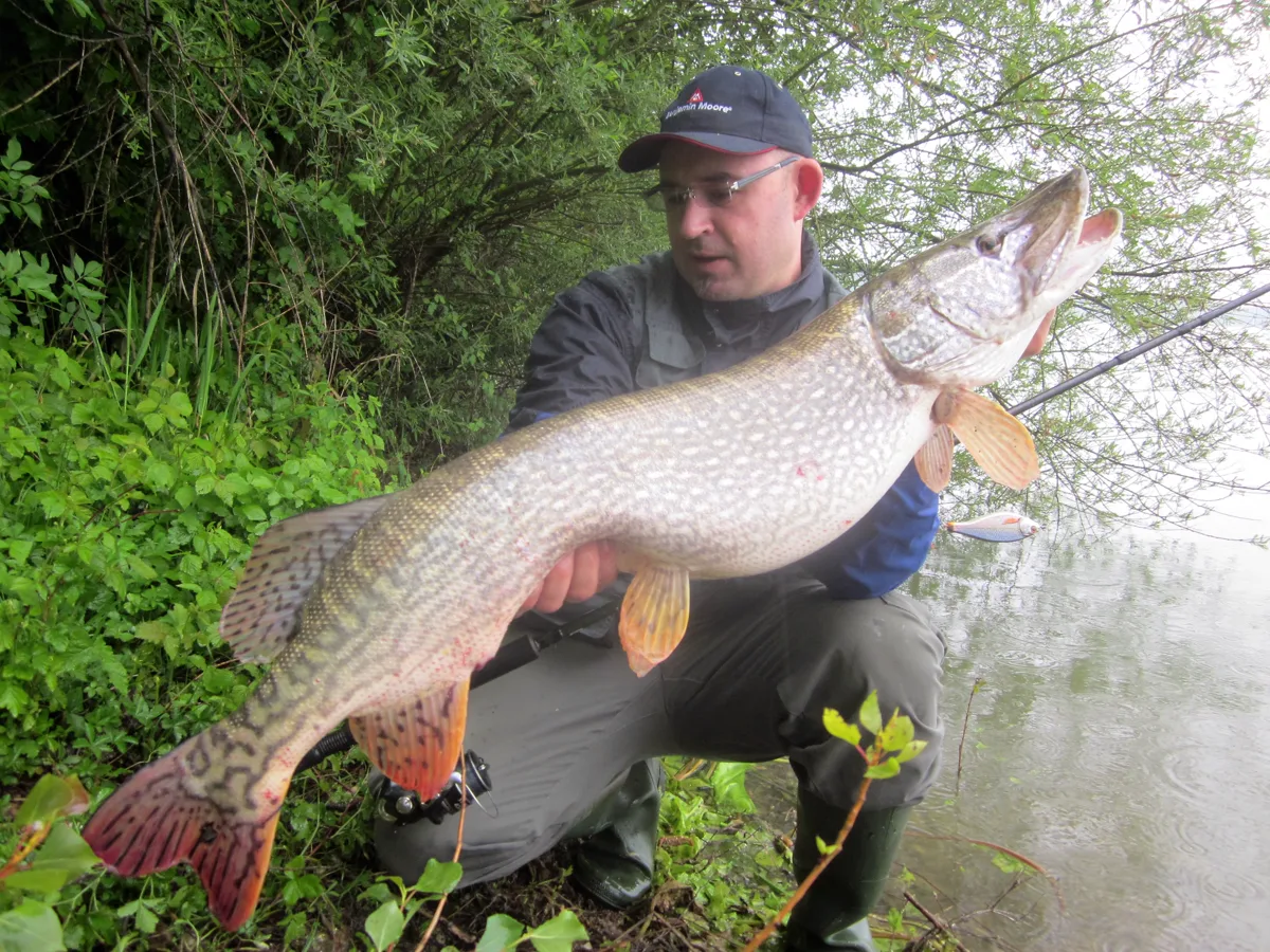 Lucio capturado con señuelo de spinning en aguas claras