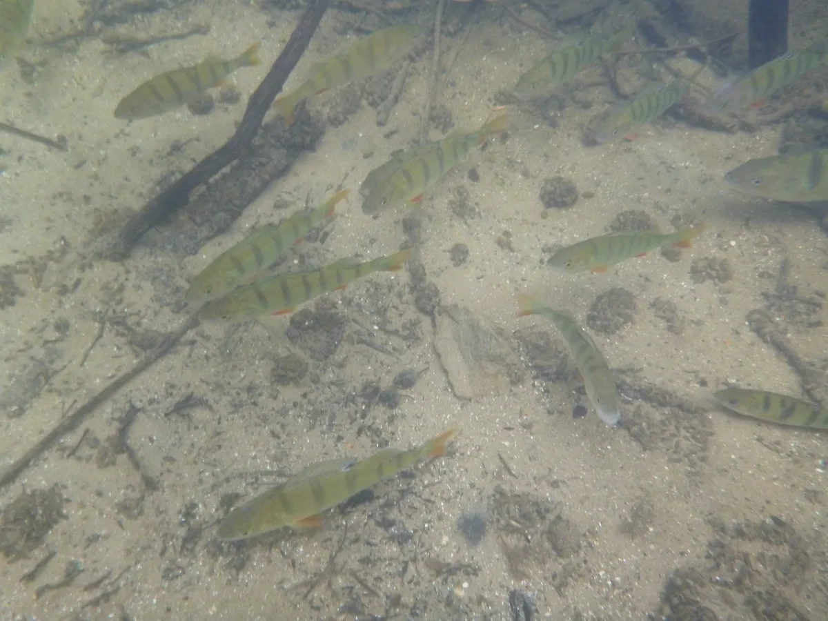 Percas europeas bajo el agua en lago alemán