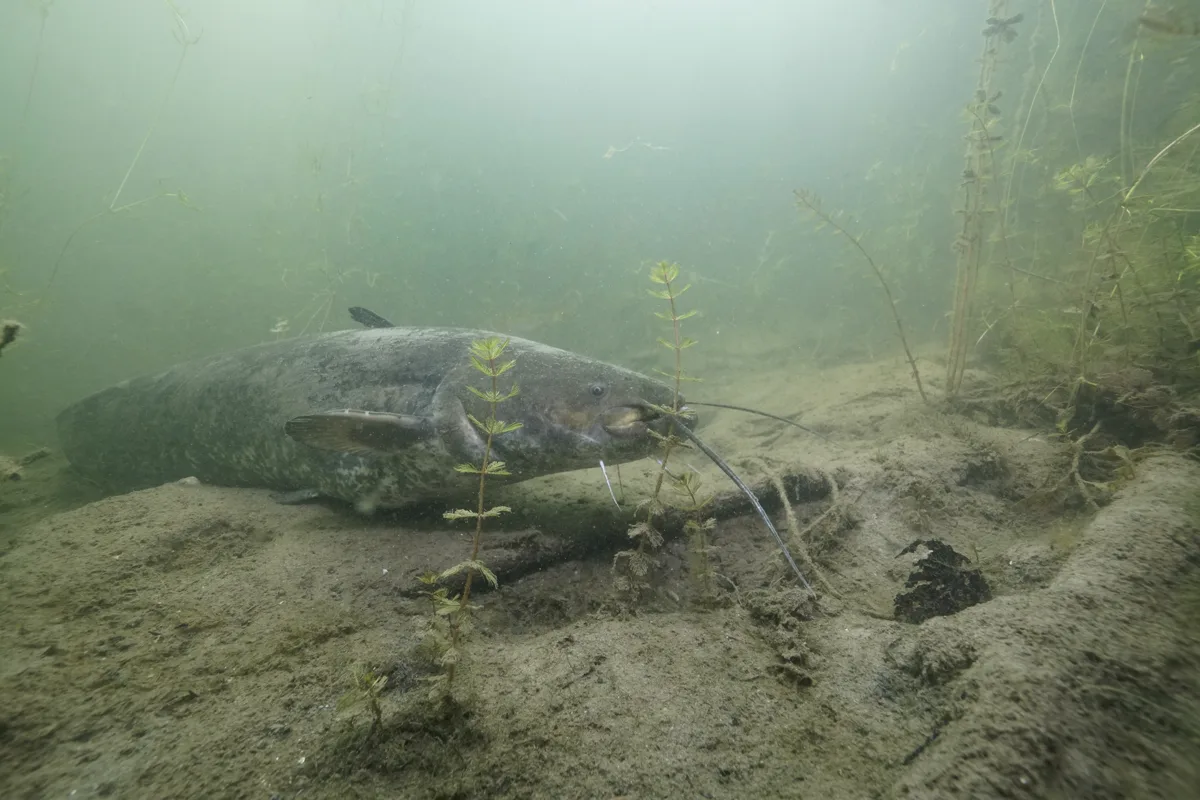 Siluro europeo en lago austríaco